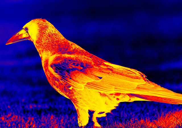 Which is better, infrared night vision or low-light night vision?