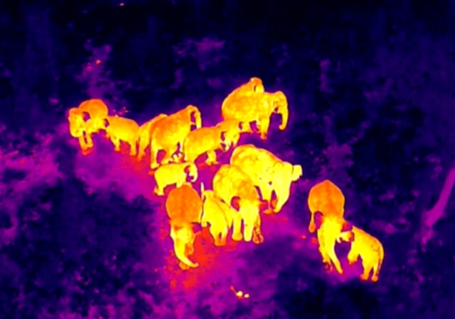 The imaging principle of infrared night vision and its advantages in observing animals at night