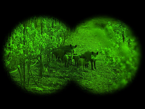 Hunting